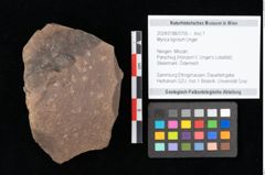 Foto (Objekt + Etikett) von Myrica lignitum Unger (NHMW-GEO-2024-0188-0705)